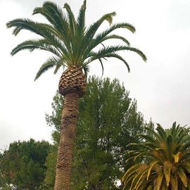 A palm tree with a pine cone on top of it