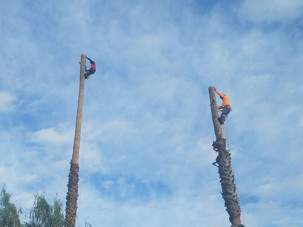 Two men are cutting down a palm tree with a chainsaw.