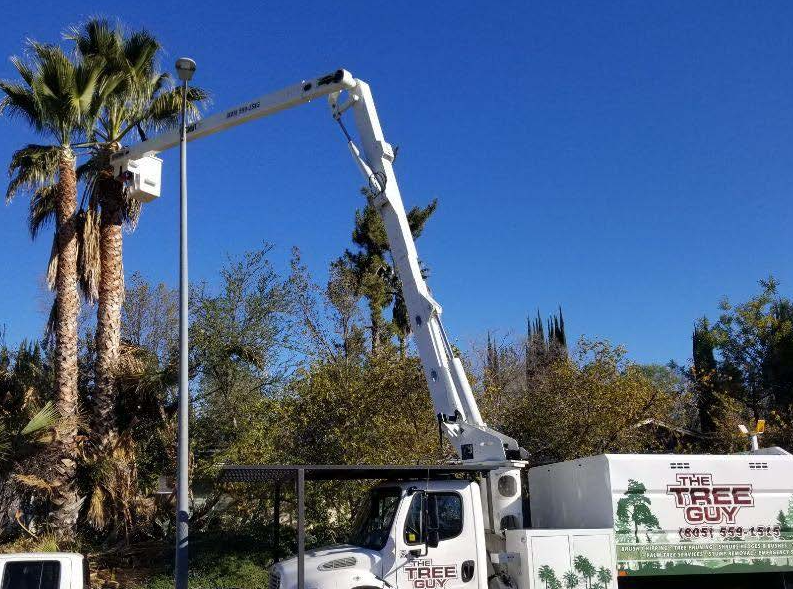 A tree guy truck is working on a palm tree