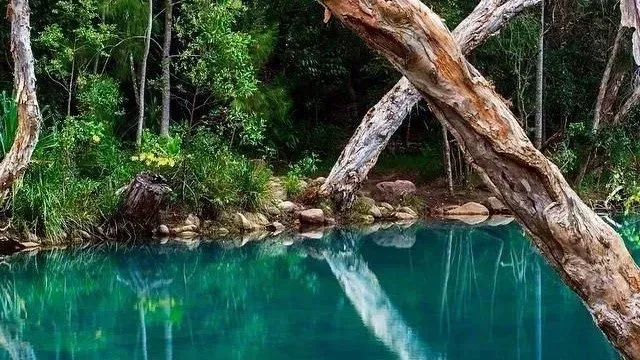 A Turquoise Lake Reflects Trees — Keppel Coaches in Barmaryee, QLD