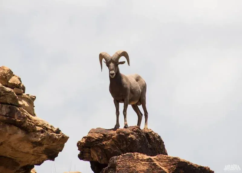Bighorn sheep with large curled horns stands on a rocky outcrop against a cloudy sky.