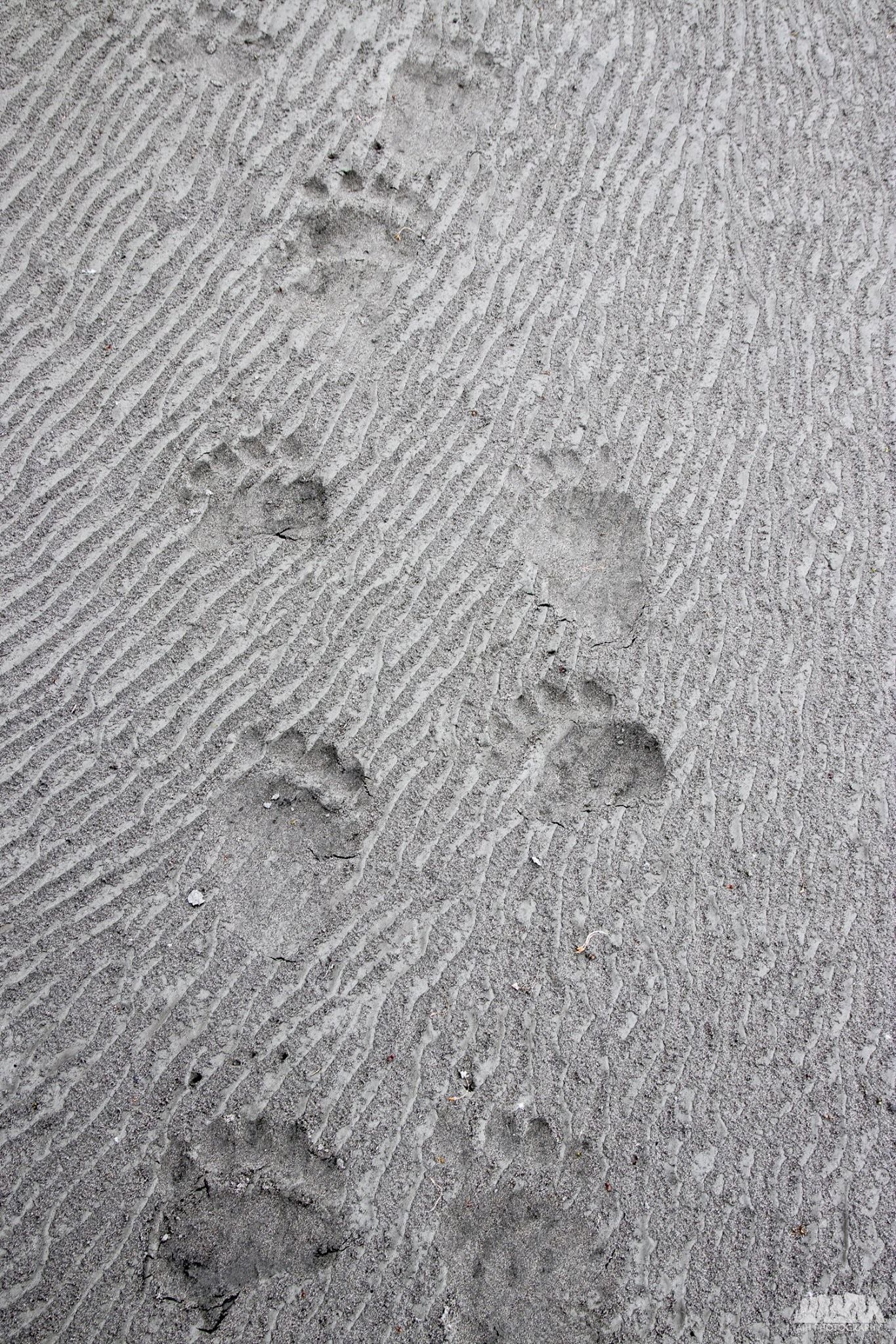 Footprints of an animal in textured, gray sand.