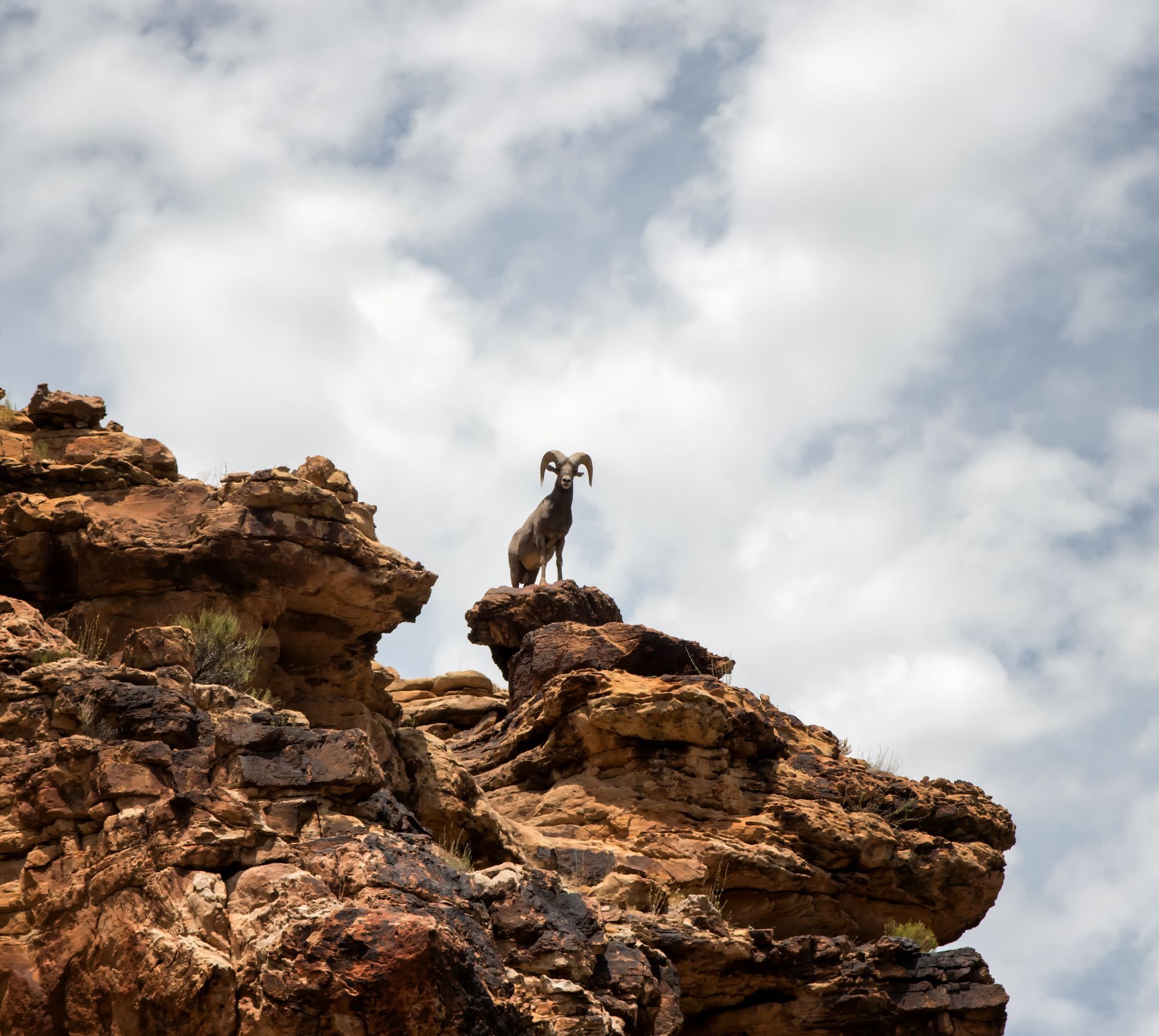 Bighorn sheep standing on a rocky cliff, looking out. Cloudy sky in the background.