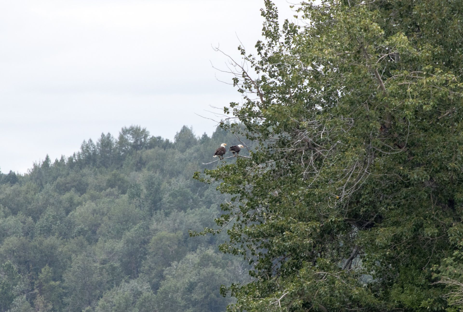 Two bald eagles perched in a tree overlooking a forested hillside.