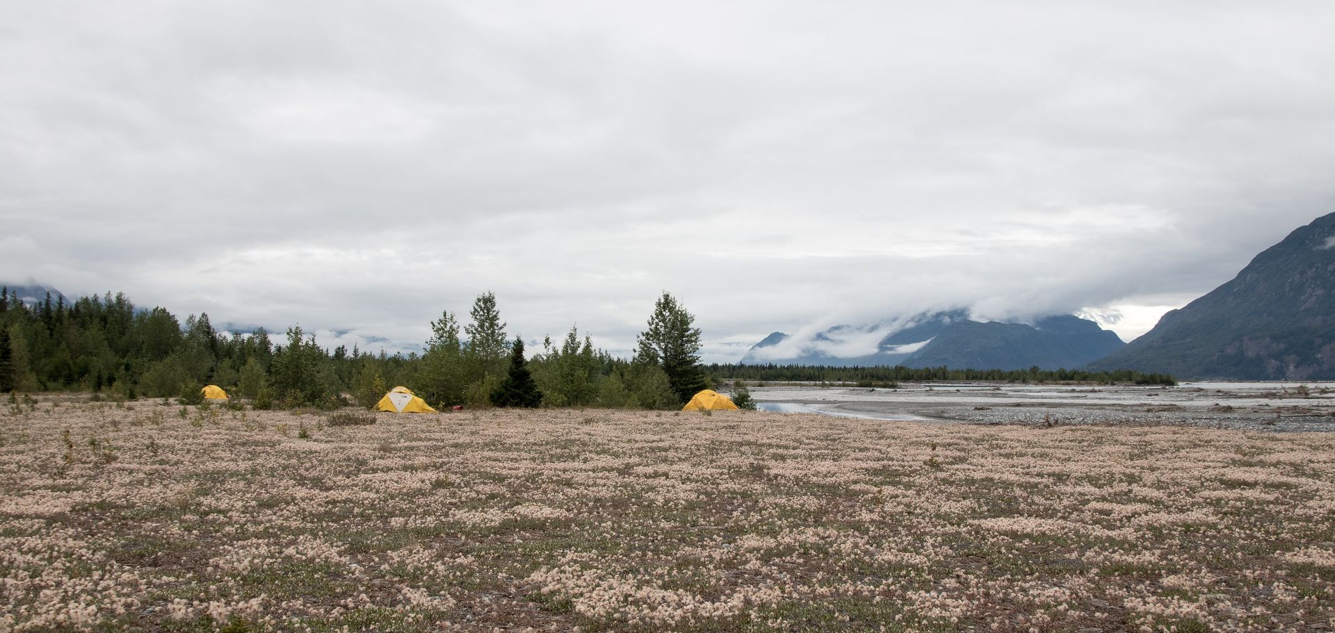 Yellow tents in a field with trees and mountains under a cloudy sky.