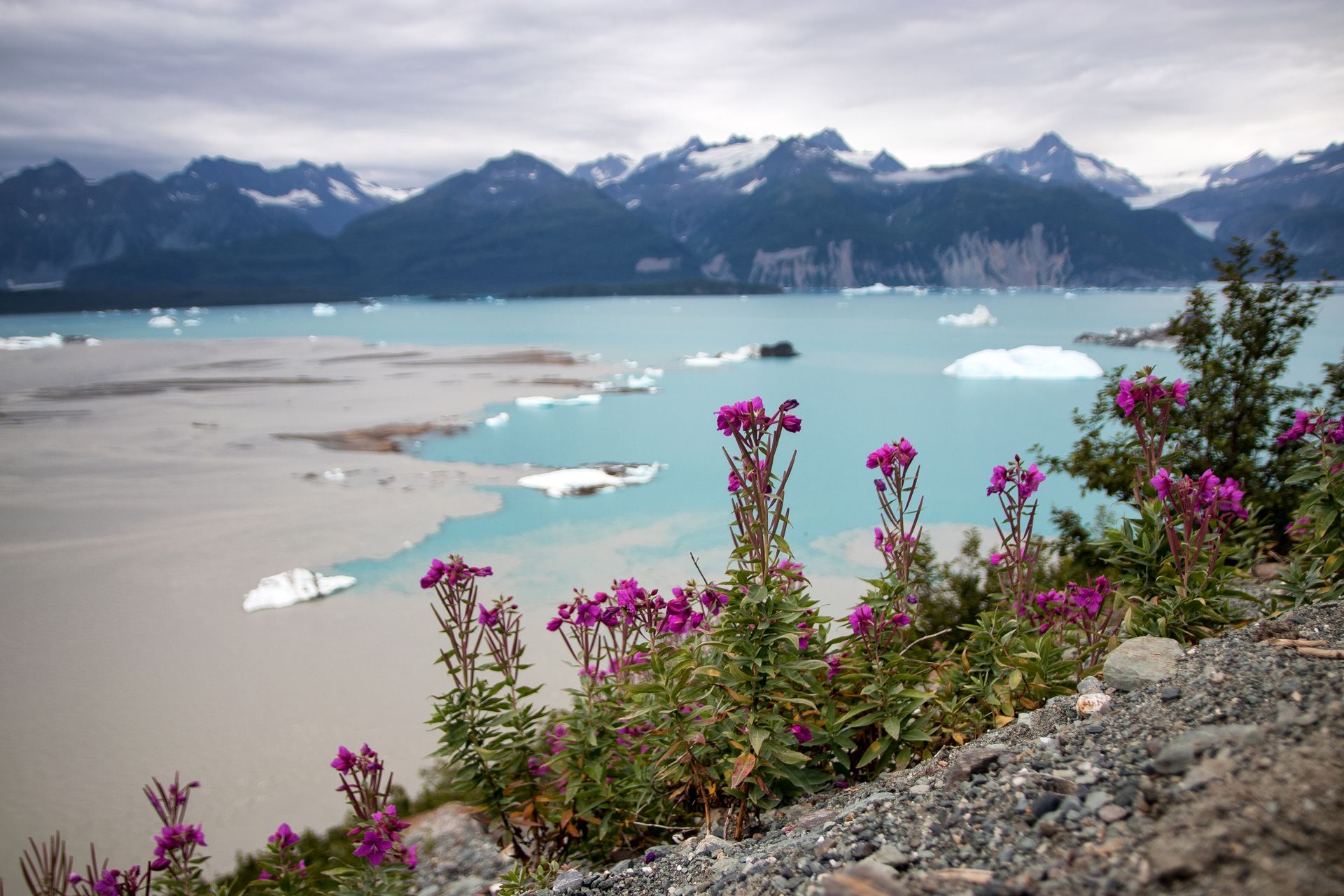 Purple wildflowers in foreground, turquoise lake with icebergs, mountains in background, cloudy sky.