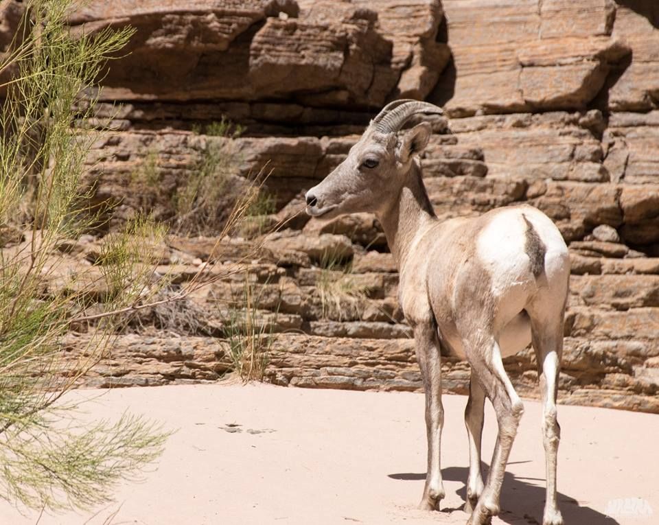 Bighorn sheep standing in a sandy canyon, looking back. Brown and beige tones dominate the scene.