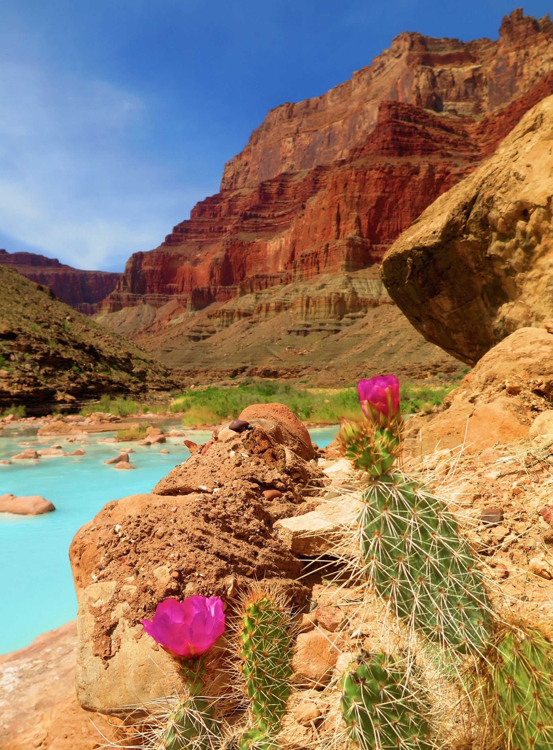 Cactus with pink flowers in front of a turquoise river and red rock canyon under blue sky.