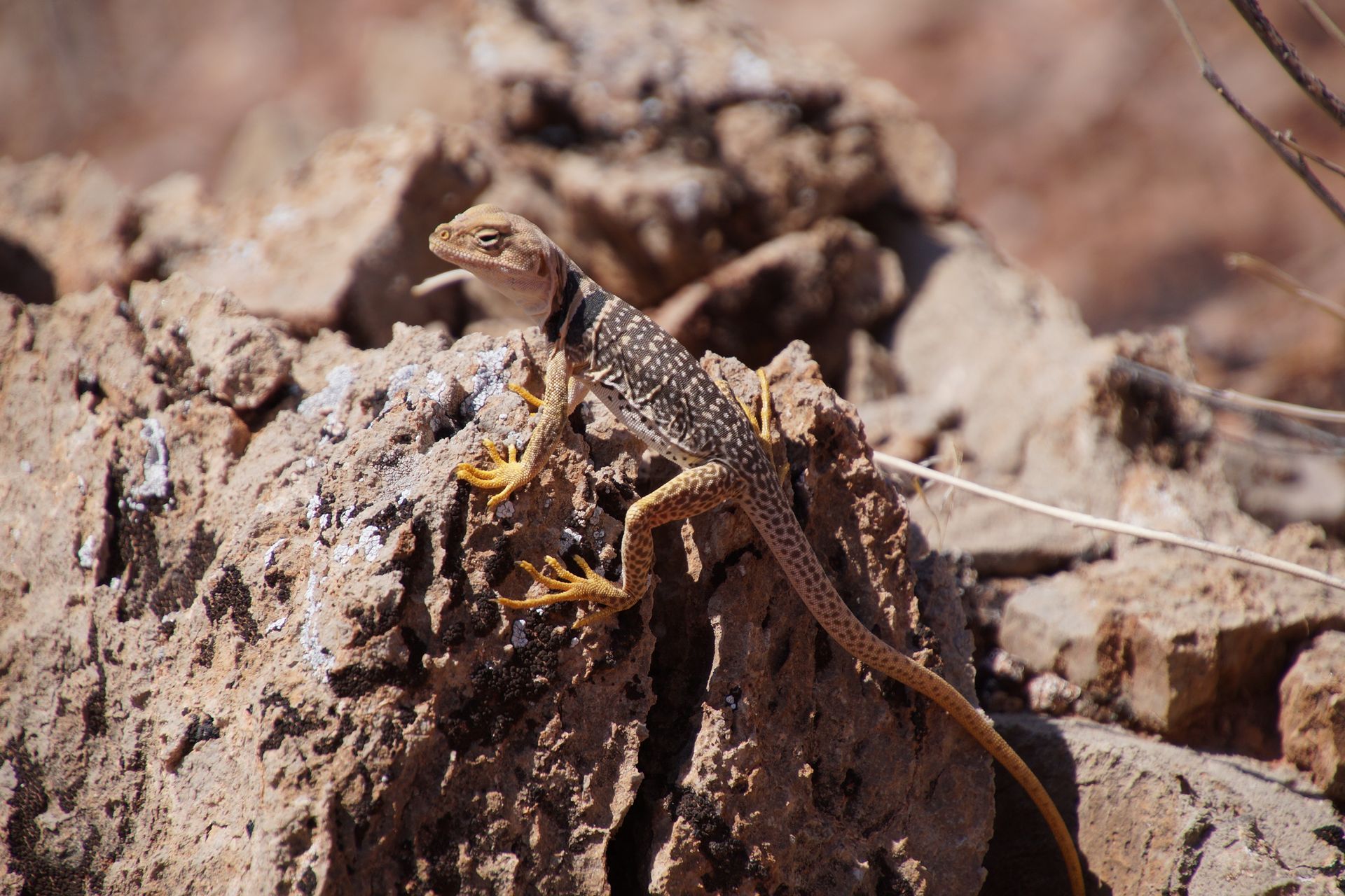 Collared lizard perched on a rock, brown and tan markings, yellow feet, mouth open, desert setting.