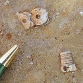 Fossilized marine shells embedded in tan rock, with a pen for scale.