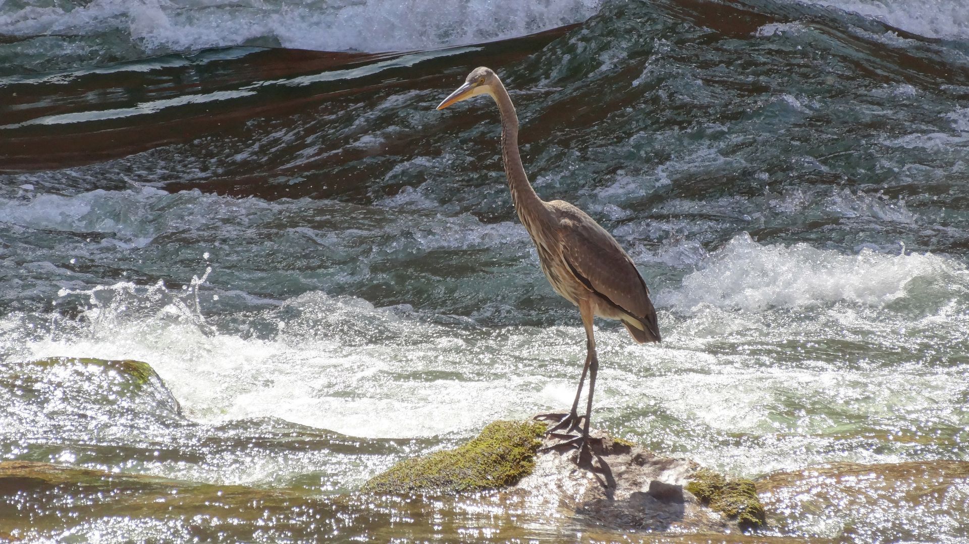 Great blue heron standing on a rock in rushing water.