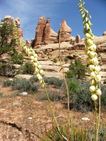 Desert landscape with flowering yucca plants and red rock formations.