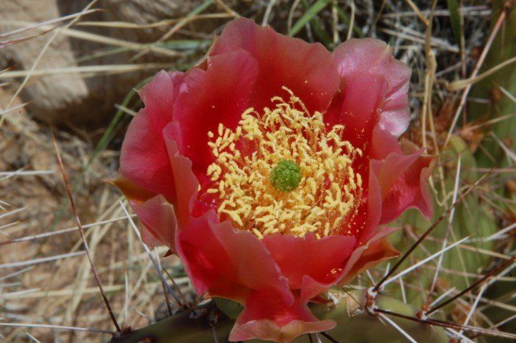 Red prickly pear cactus flower with yellow center, surrounded by thorns and dry grass.