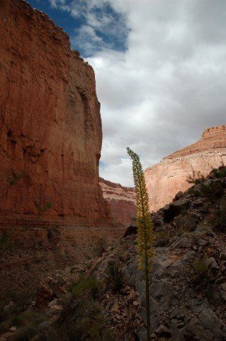 A tall, yellow-flowered plant grows in a canyon with red rock walls and a cloudy sky.