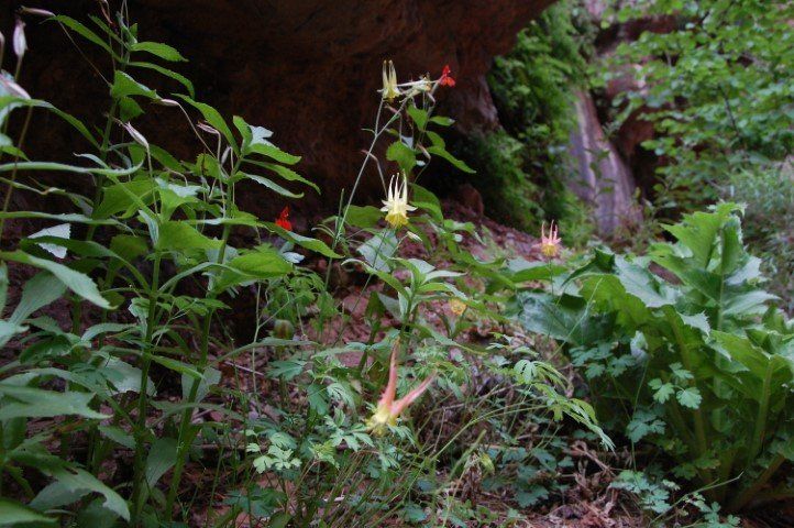 Red and yellow wildflowers bloom in a shaded, rocky environment.