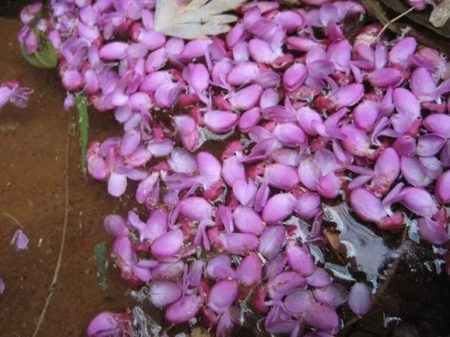 Pink flower petals floating in water on a brown surface.