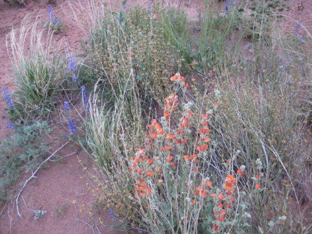 Desert plants with orange and blue flowers grow in sandy soil.
