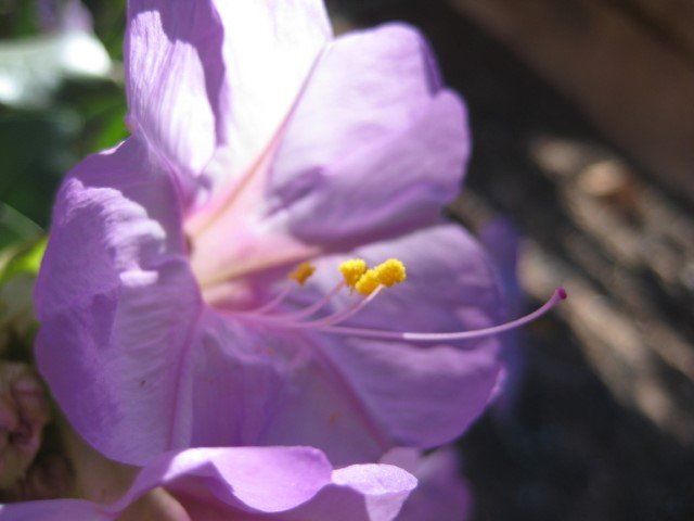 Close-up of a purple four o'clock flower with yellow stamens and a slender stigma.