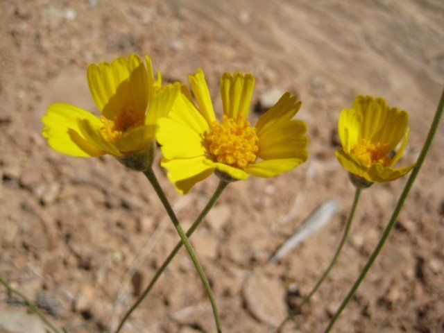 Three bright yellow desert wildflowers with dark centers.