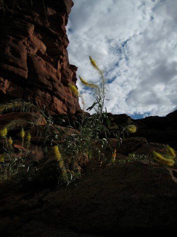 Tall green plants with yellow blooms grow beside red rock formations under a cloudy sky.