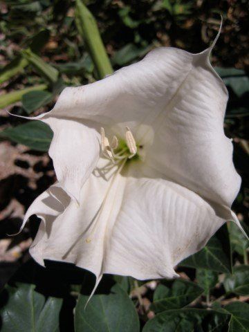 White, trumpet-shaped flower, with pointed petals, and green stamens, in a garden setting.