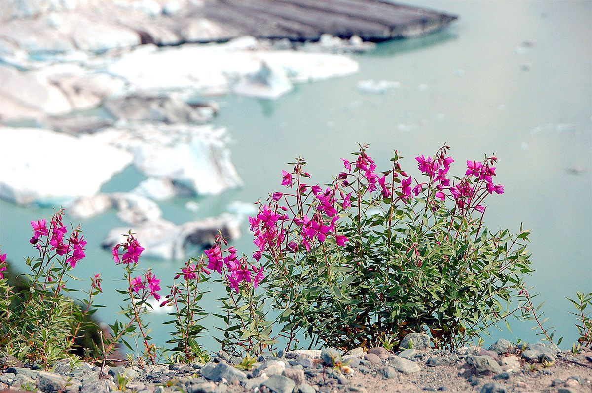 Pink wildflowers bloom in front of a turquoise glacial lake and icebergs.