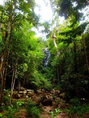 Waterfall cascading through a lush, green forest with trees and a rocky path.
