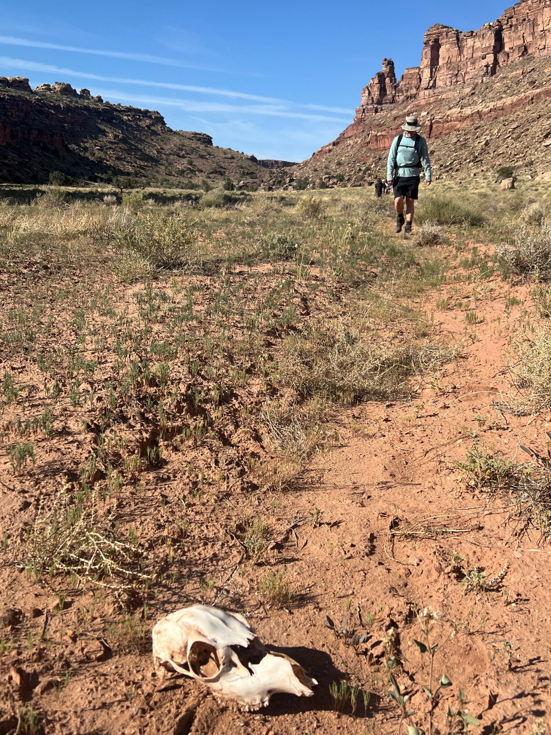 A person hikes through a desert canyon, passing a skull on the ground. Red rock cliffs and a blue sky in the background.