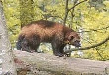 Wolverine on a log, brown fur, black legs, forest background.