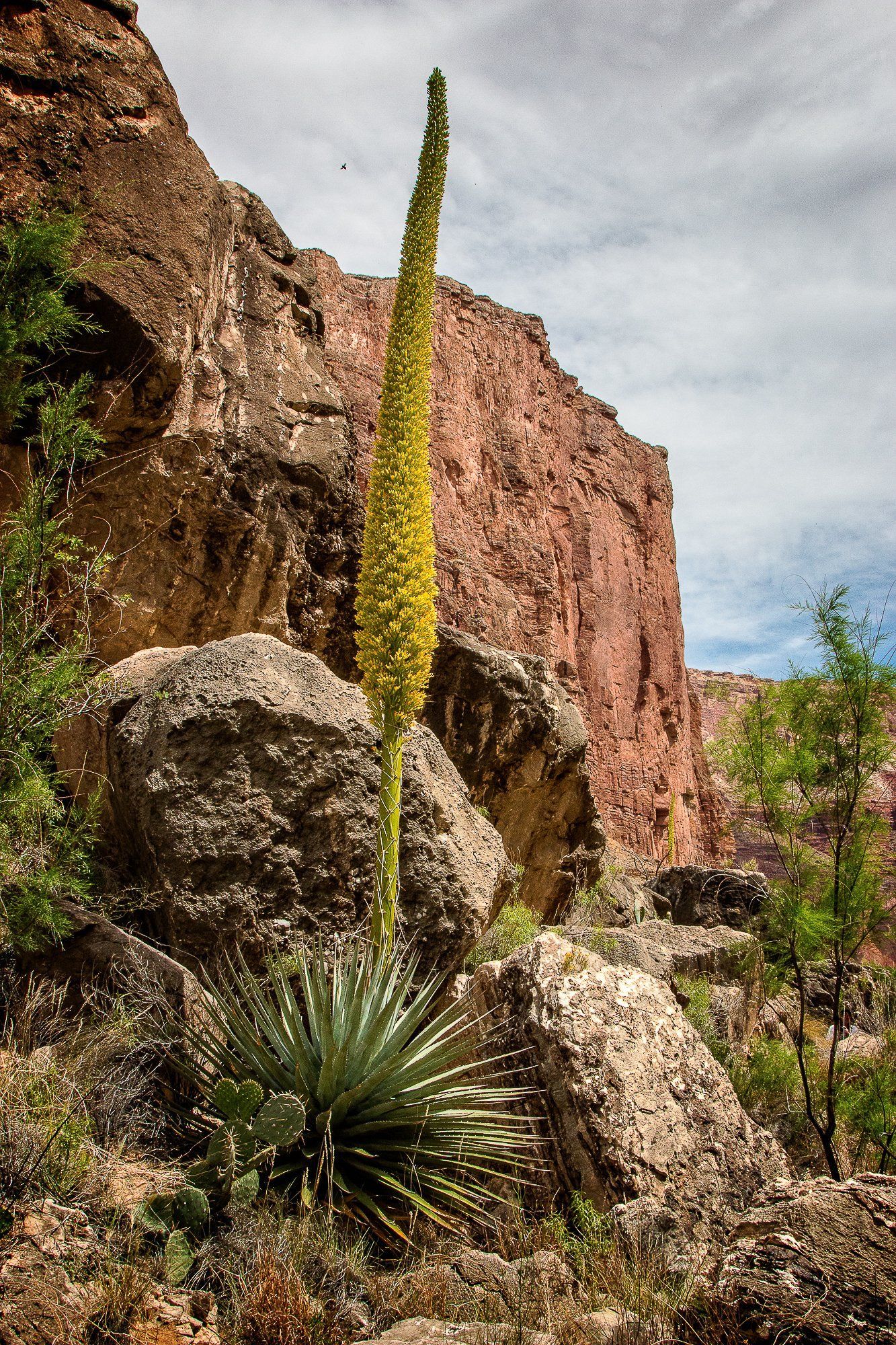 Tall yellow bloom rising from a spiky plant against a rocky cliff face under a cloudy sky.