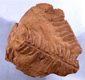 Fossilized leaf impression in a reddish-brown rock, showing detailed veins and shape.