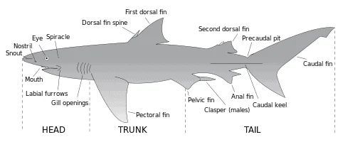Diagram of a shark, labeled with its body parts, including fins, mouth, and tail.