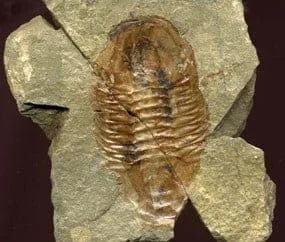 Fossilized trilobite embedded in gray rock. Brown segmented body, oval shape.
