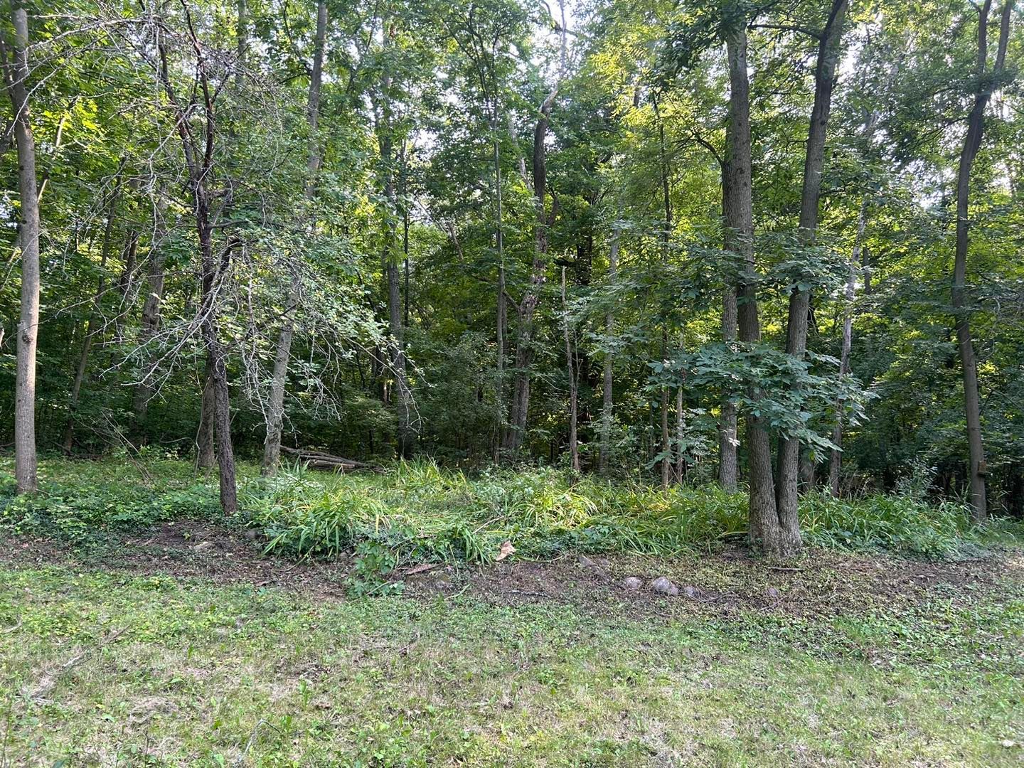 A lush green forest with trees and grass in the middle of it.
