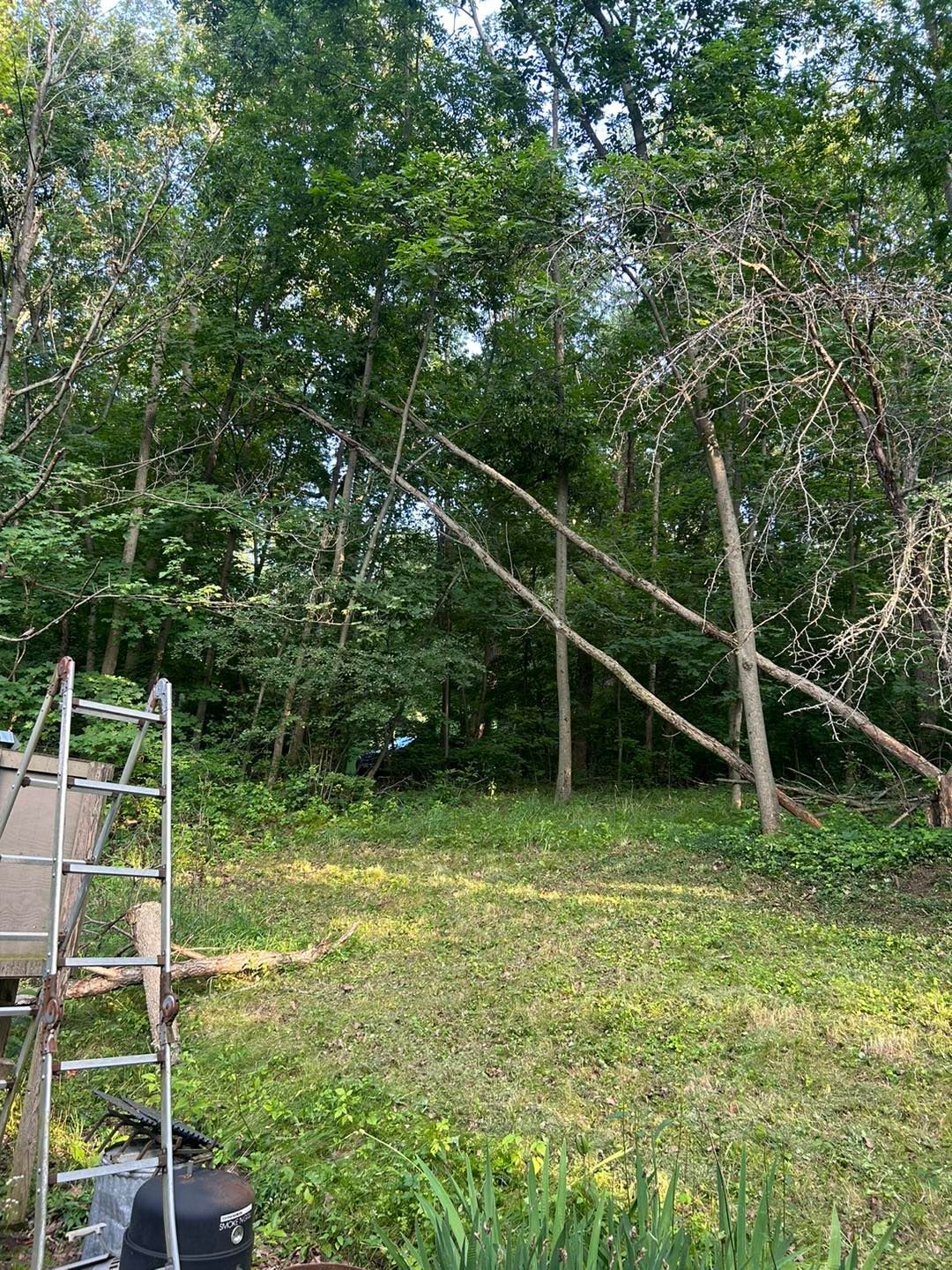A ladder is sitting in the middle of a grassy field surrounded by trees.