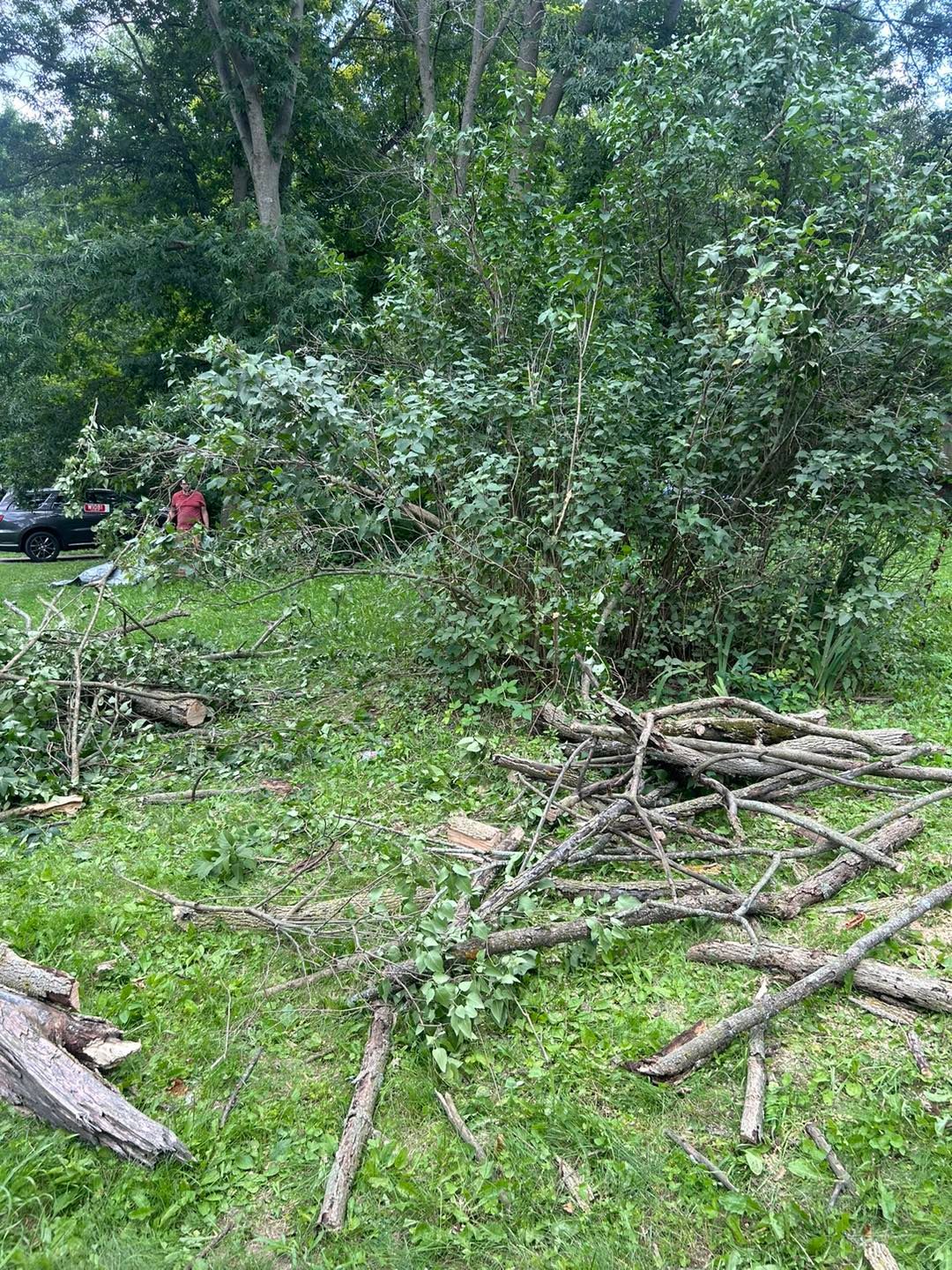 A bunch of branches are laying on the ground in a field.