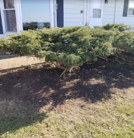 A tree in the middle of a yard in front of a house.