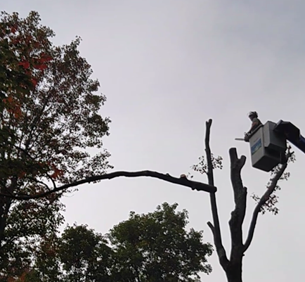 A man is standing on a ladder next to a tree.