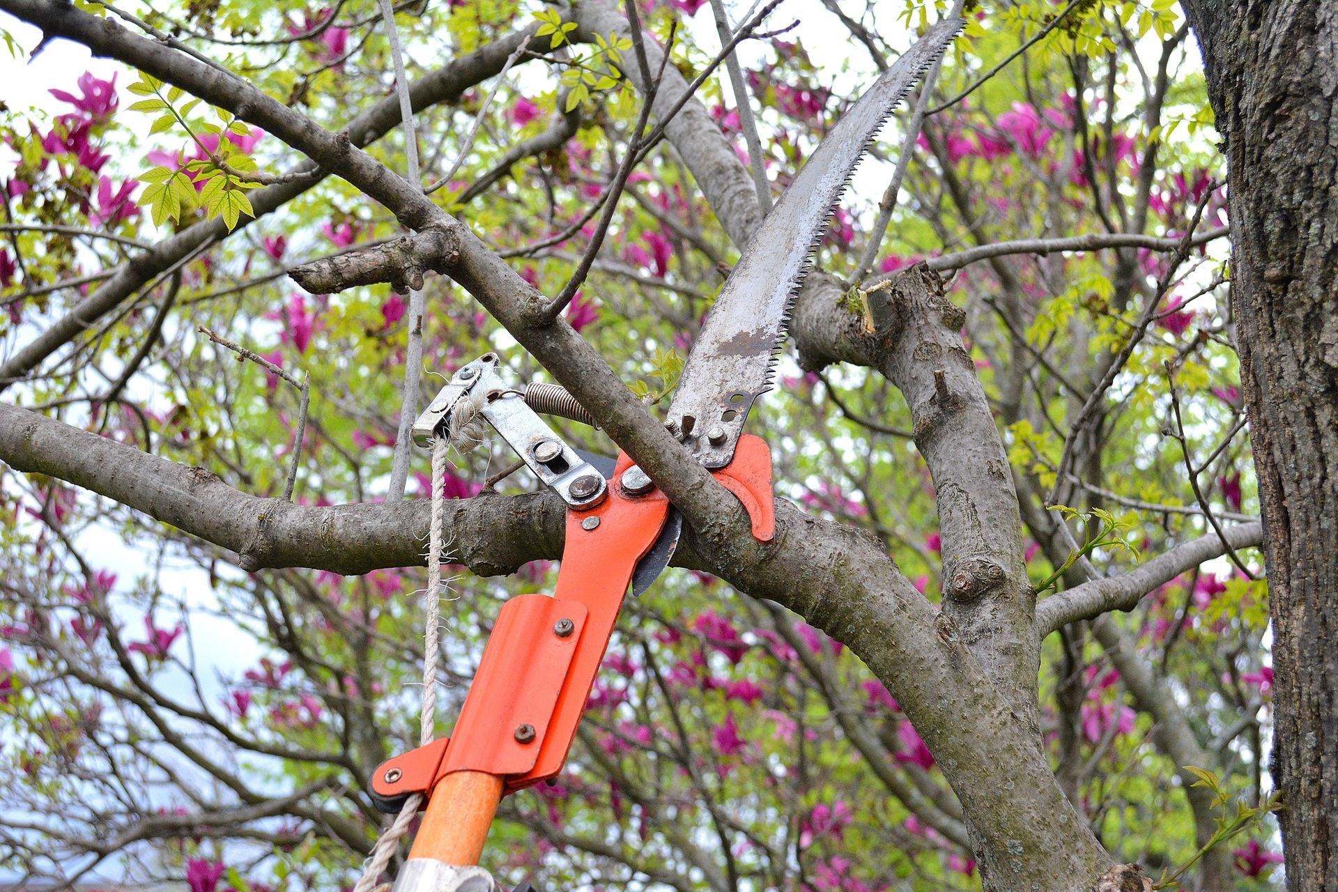 A person is cutting a tree branch with a saw.