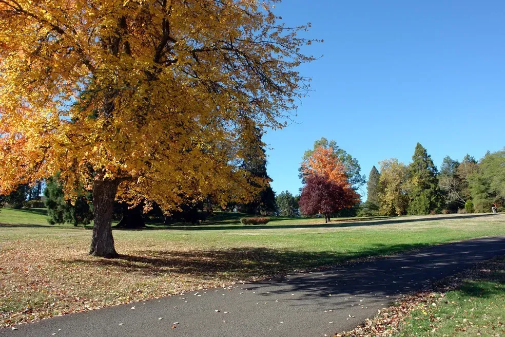 A park scene with trees in fall colors and a paved path under a clear blue sky.