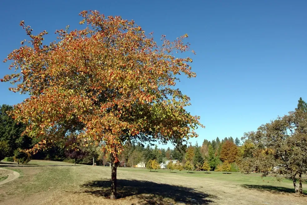 Tree with orange and yellow leaves against a blue sky, in a park on a sunny day.
