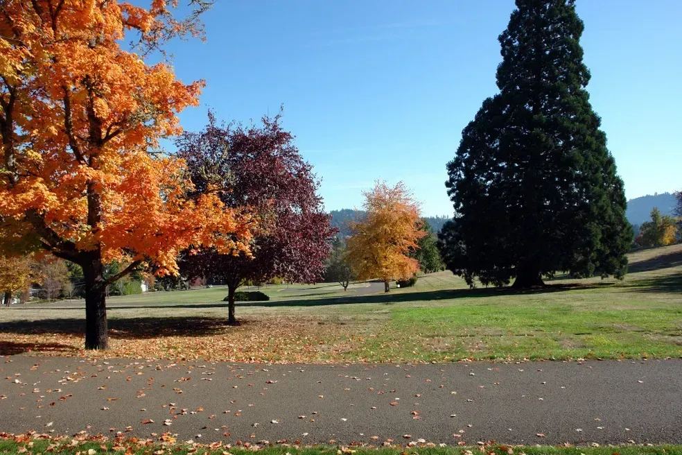 Trees with orange, red, and yellow leaves in a grassy park on a sunny day.