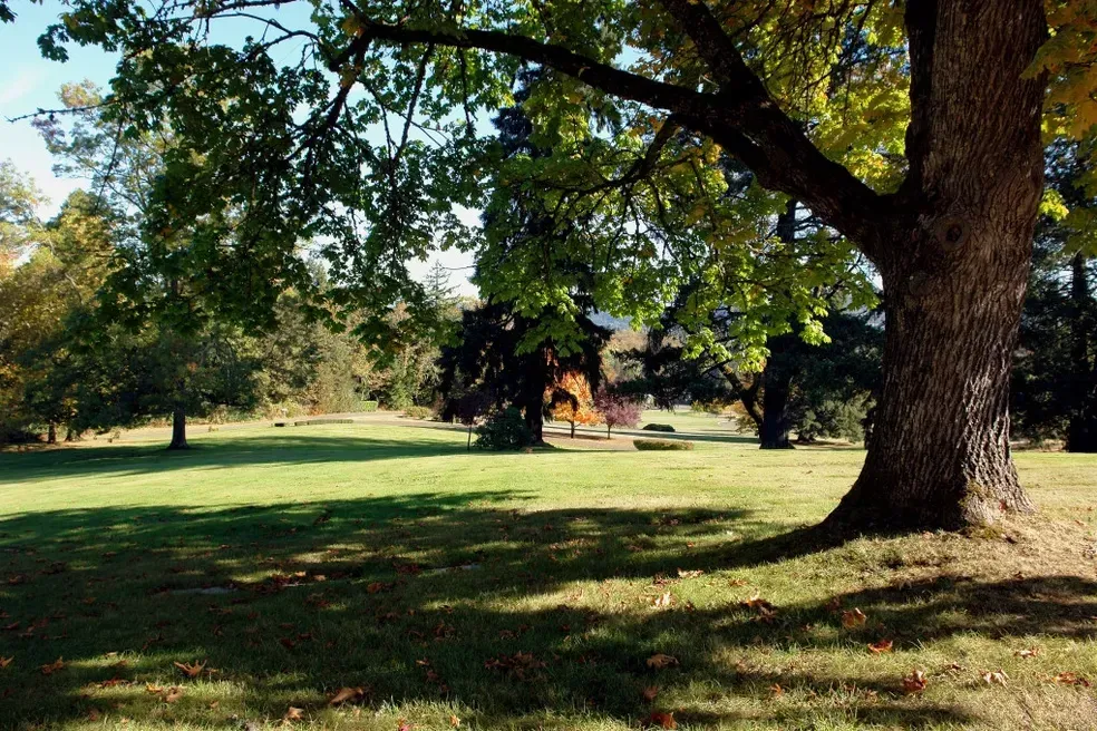Large oak tree casting a shadow on a grassy field; trees and small building in the background.