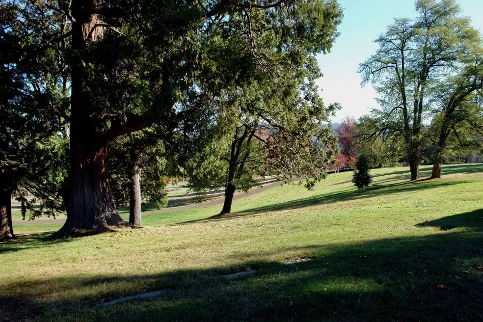Green grassy park with trees, bright sunshine.