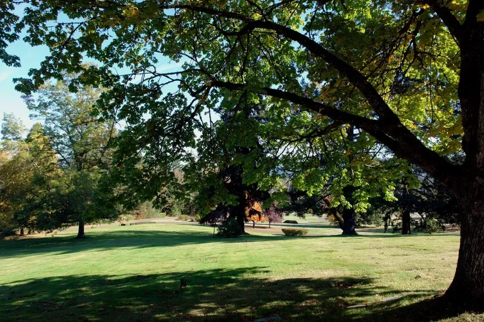 Lush green field with shade trees under a bright blue sky. Sunlight dappled across the grass.