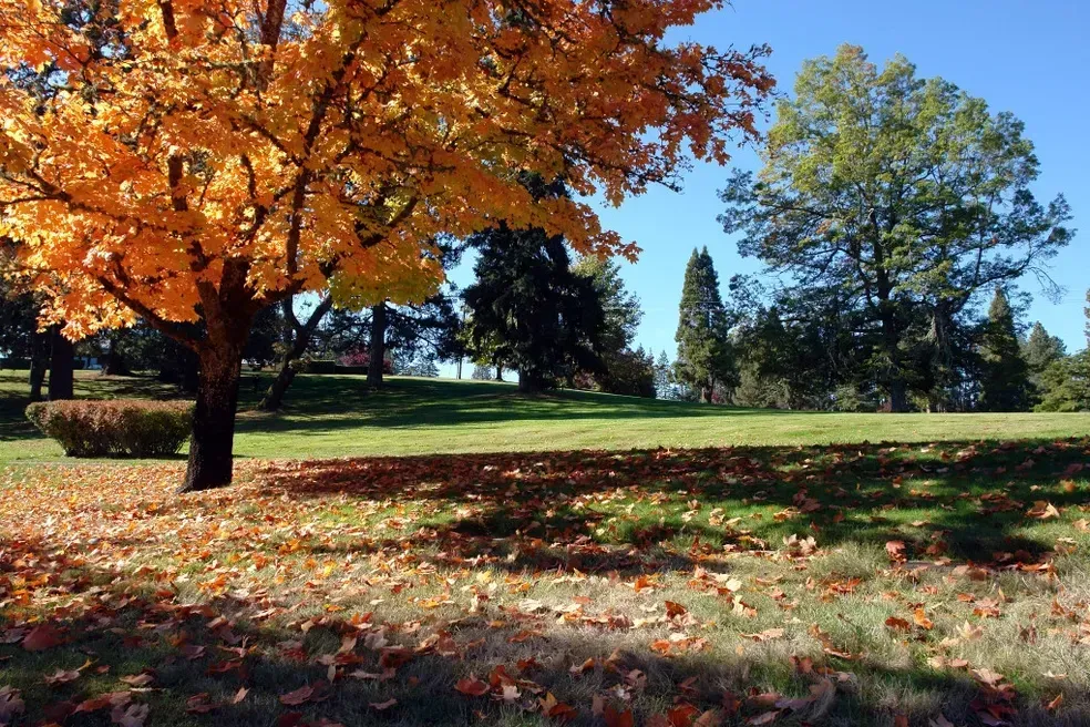 Autumn landscape with a tree of yellow leaves, casting a shadow on a green lawn. Blue sky, other trees.