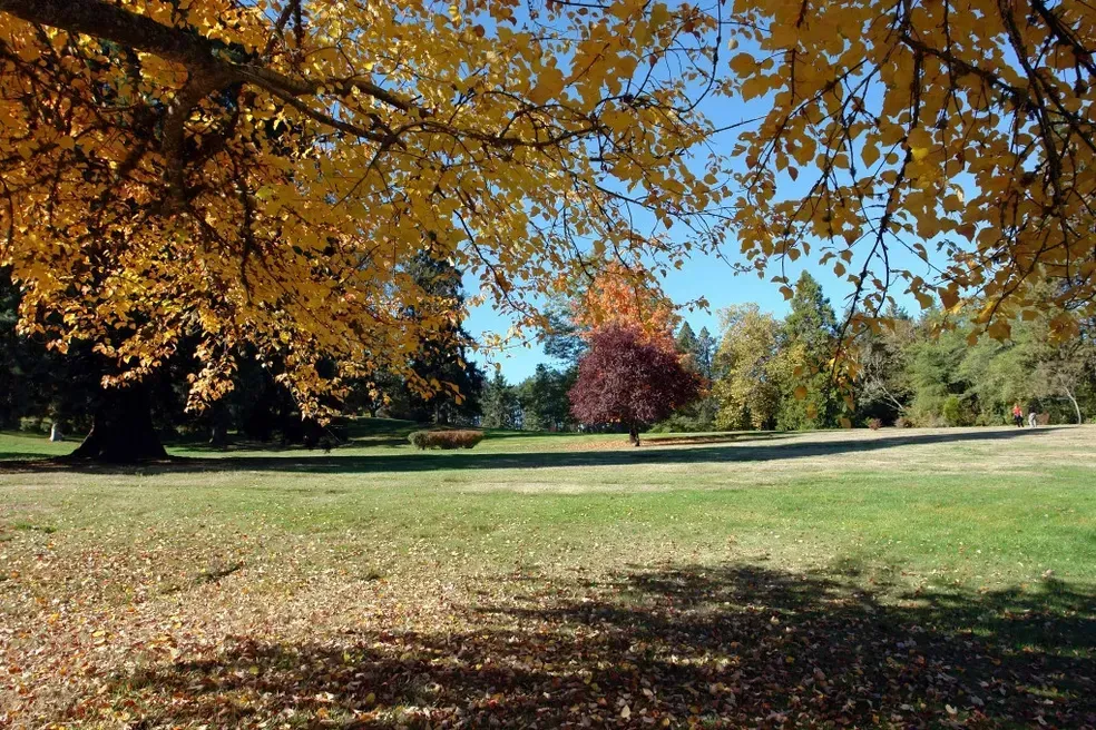Yellow and brown autumn leaves frame a grassy field, trees in the distance under a blue sky.