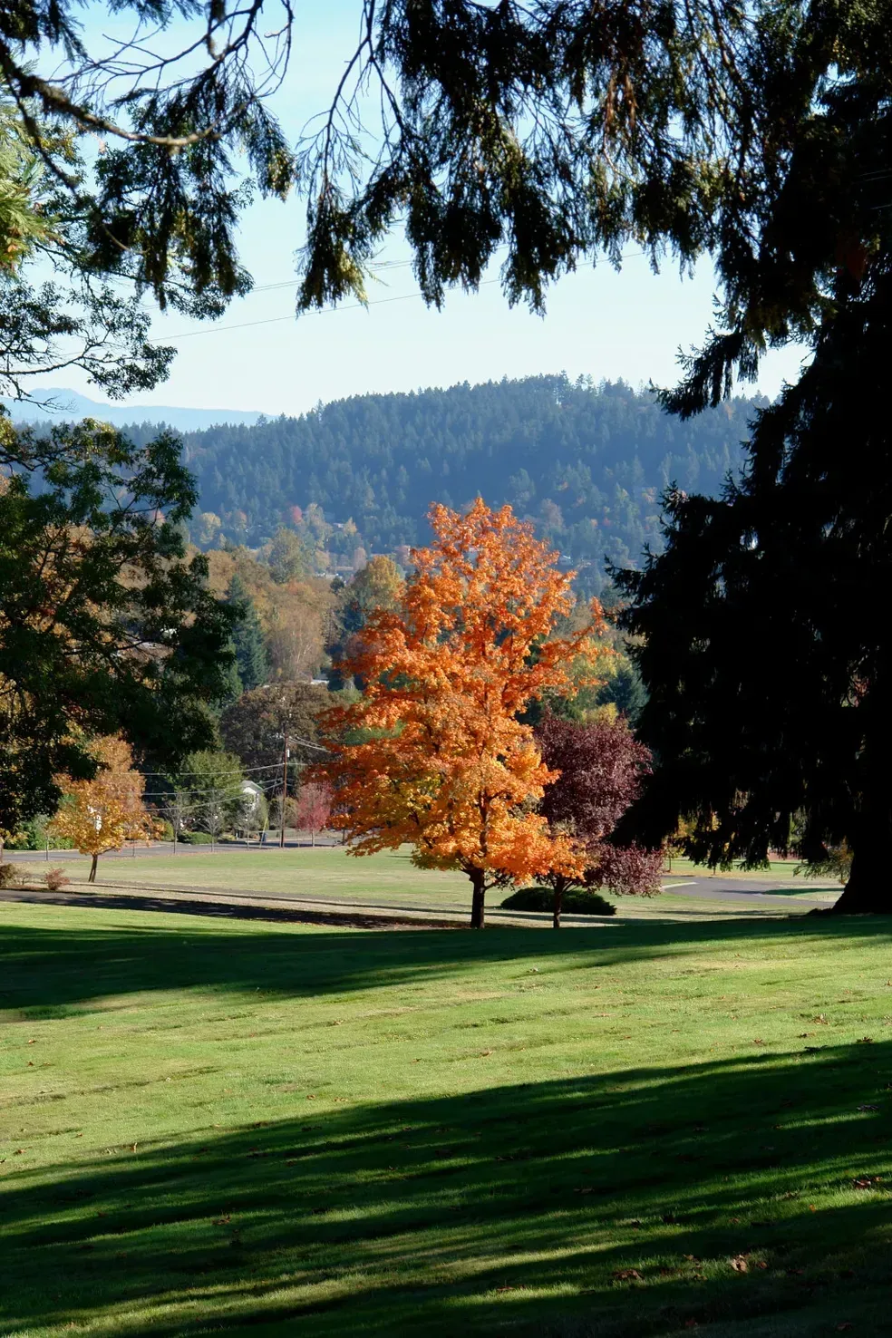 Green meadow with a vibrant orange tree in the center, surrounded by other trees and a distant forest.
