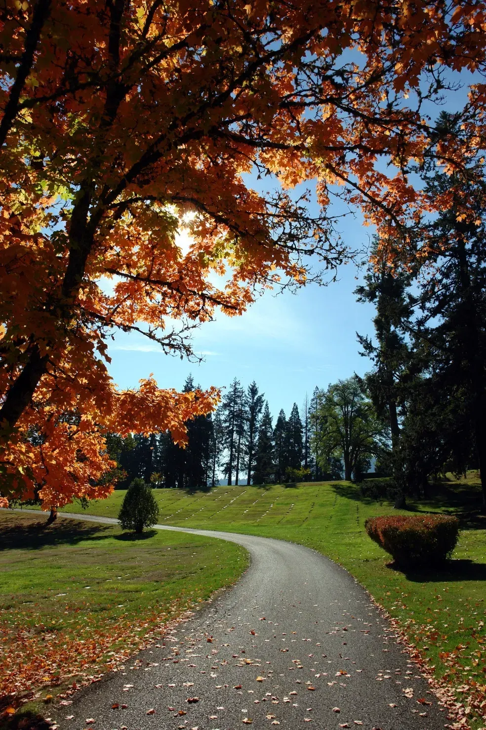 Pathway winding through a park with vibrant autumn leaves overhead, sunny sky.
