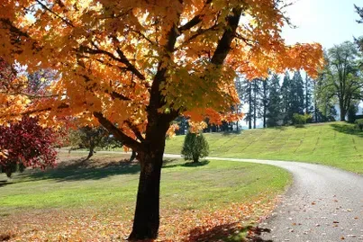 Tree with golden fall foliage, winding path through a grassy park.